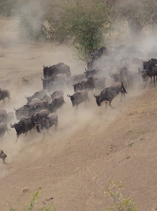 Herd of Wildebeest Running Wild