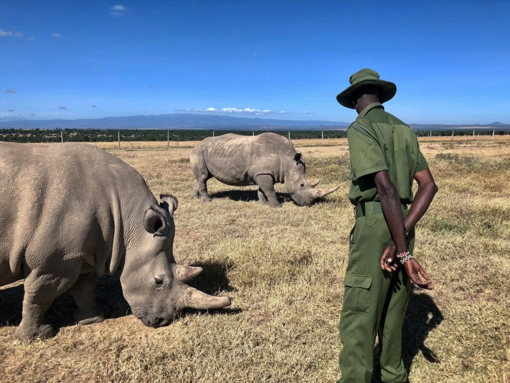 A Man Standing Near the Rhinos on the Grass Field