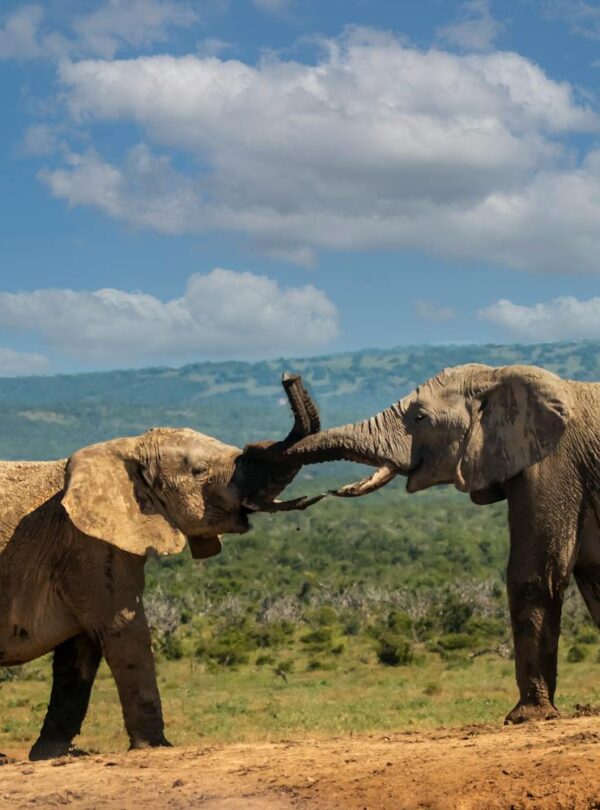 Elephants in Nature