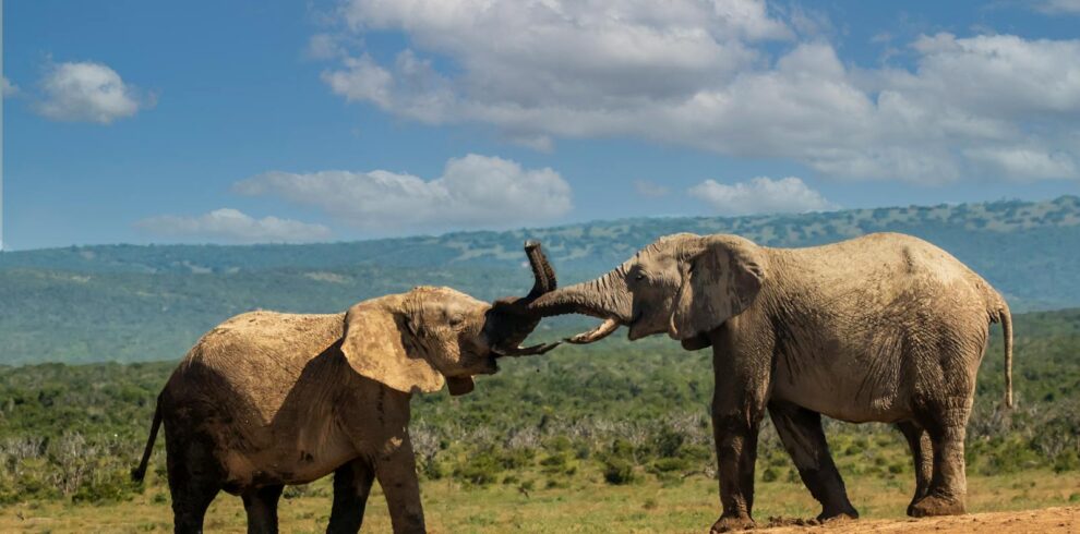 Elephants in Nature