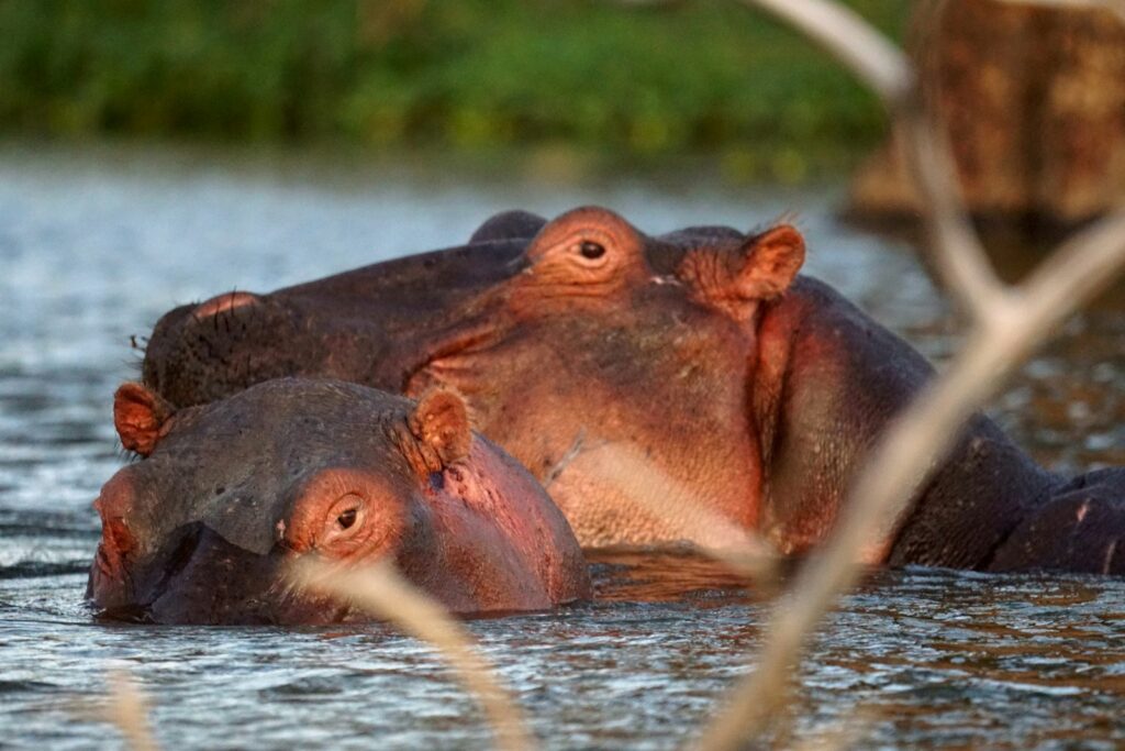 two hippos are swimming in a body of water