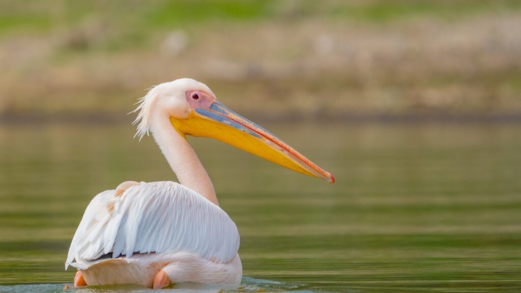 white pelican