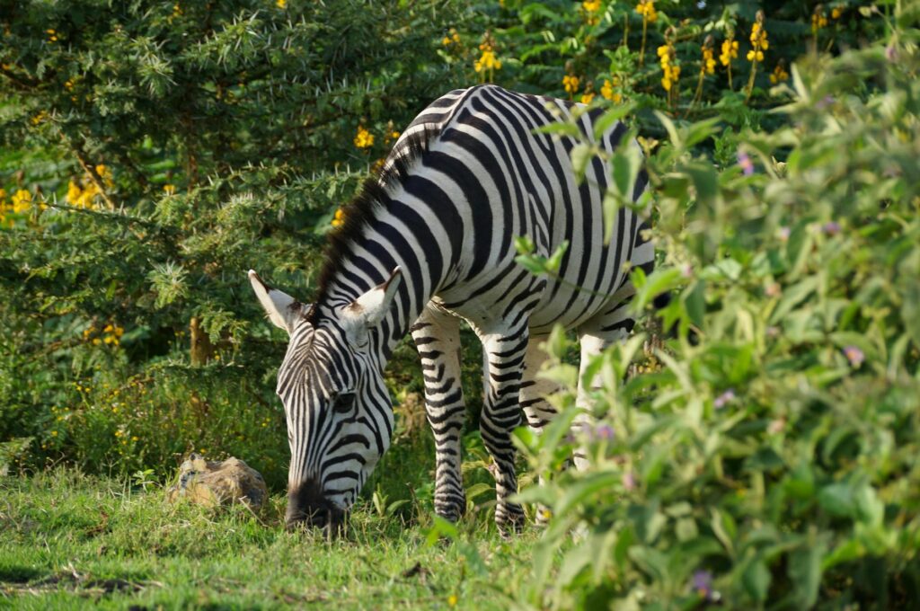 adorable zebra grazing