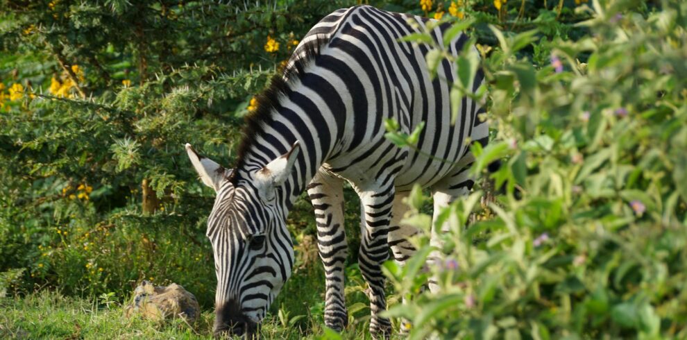 adorable zebra grazing